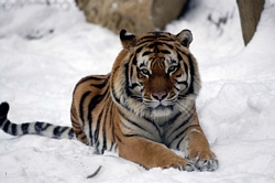 /i//tn_tiger_snow.jpg
