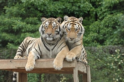 /i//tn_two_tigers.jpg