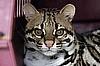Sponsor a Cat